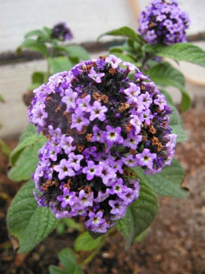 Garten_Juli_06_025.jpg