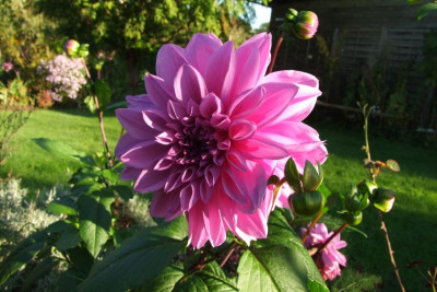 2015_1011Asternmorgen0050.JPG