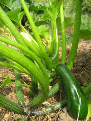 keulenzucchini_11.8.2006_7.8.2006_009.jpg
