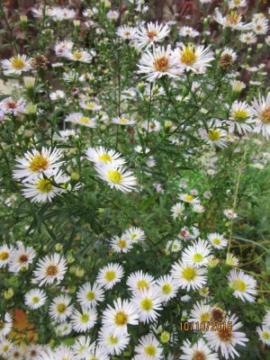 aster Gb NEB 3.jpg
