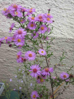 aster Gb rosa slg klein.jpg