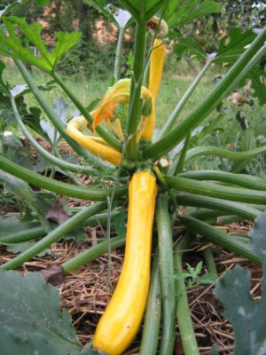 zucchini_f1_7.8.2006_009.jpg