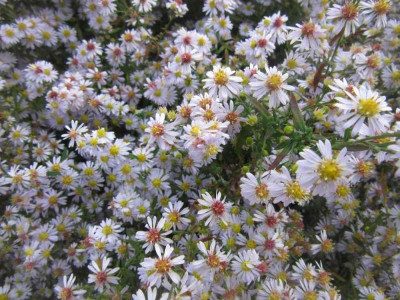 ericoides erlkönig.jpg