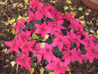euphorbia weihn.jpg