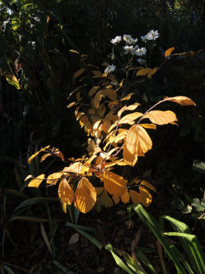DSCN8346_953.JPG