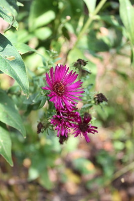 aster rubinschatz.JPG