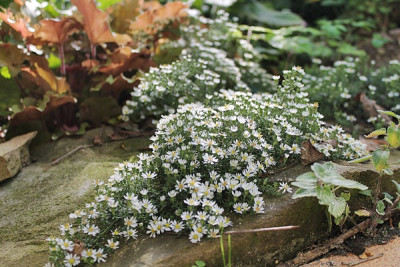 aster snowflury okt15.JPG