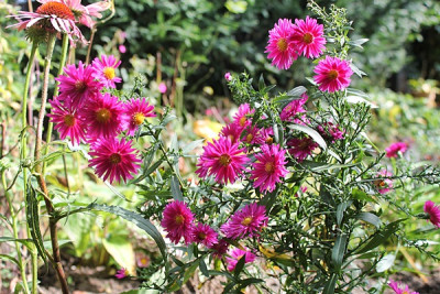 aster neon.JPG