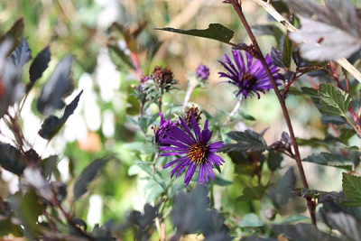 aster nachtauge.JPG