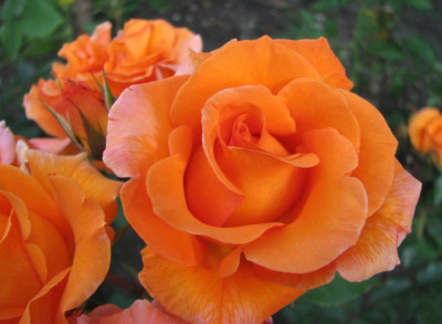 ROSE_FR_1108_II.jpg