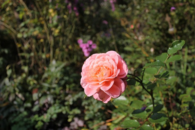 rose Sangerhäuser Jubiläumsrose.JPG