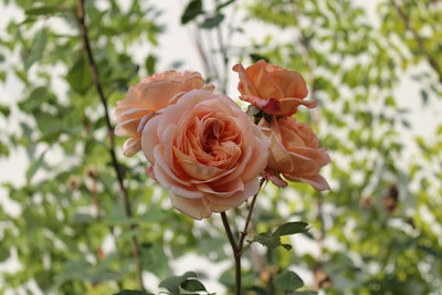 rose charles austinokt15.JPG