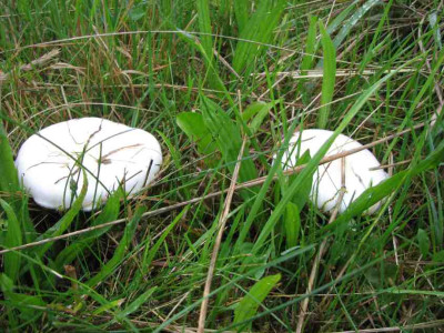 PILZ_FR_1108_I.jpg