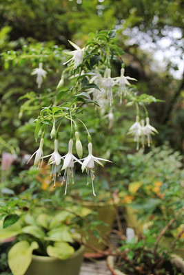fuchsie Hawkshead.JPG