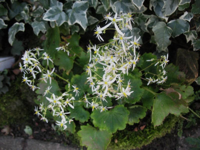 Sax. cortusifolia 'Maigrün' ...  11.10.15 008.jpg
