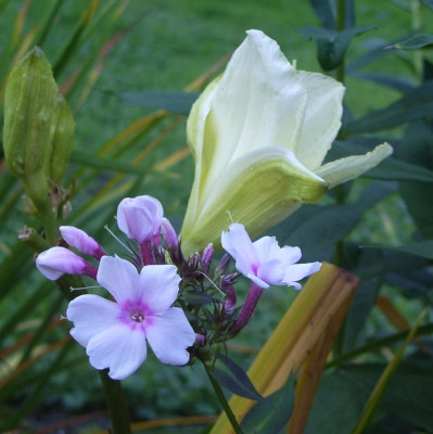 Phlox und Taglilie.jpg