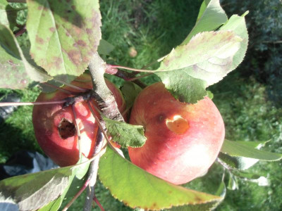 Topaz_11.10.2015.JPG