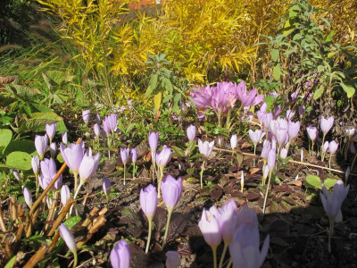 Herbstkrokusse 11.10.15 ue.JPG
