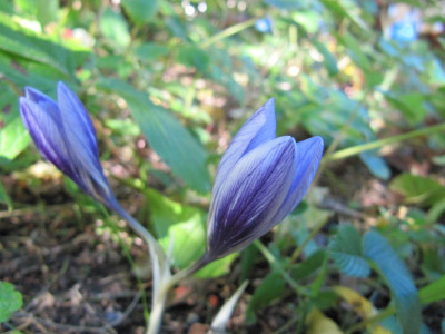 Welcher Crocus 151011.jpg