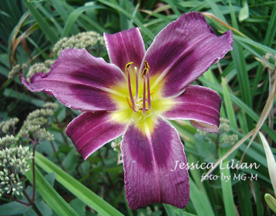 Imgp9644-JessLil.jpg