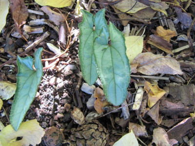 Cyclamen pfeilförmiges Blatt 151011.jpg