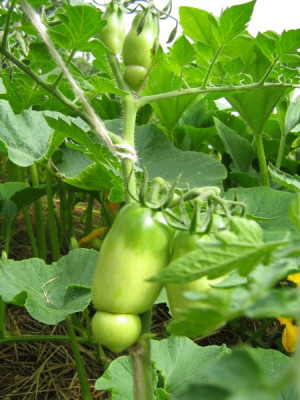 zufallssamling_lang_Frucht_11.8.2006_7.8.2006_005.jpg