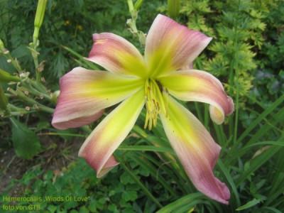 Winds_Of_Love_30371.jpg
