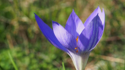 Crocus speziosus PA110137.JPG