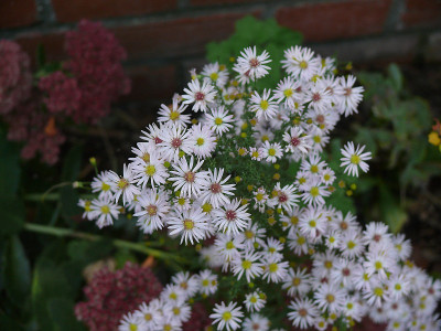 aster_ericoides_pink_cloud_2015-10-03_206.jpg