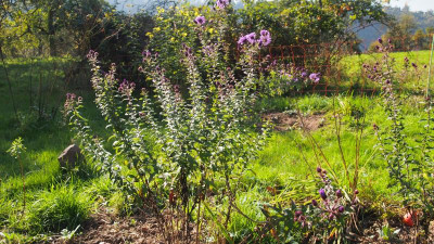 Aster novae-angliae 'Barr's Blue' PA110115.JPG