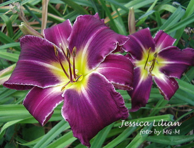 Imgp9490-JessLil.jpg