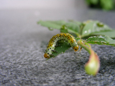 Raupe-Menja.jpg