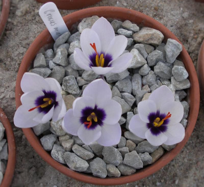 Crocus mathewii 12.10.15.JPG