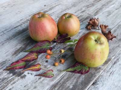 2015-10-12 Gartenimpressionen 2.jpg