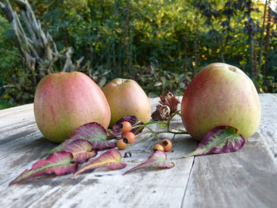2015-10-12 Gartenimpressionen 1.jpg