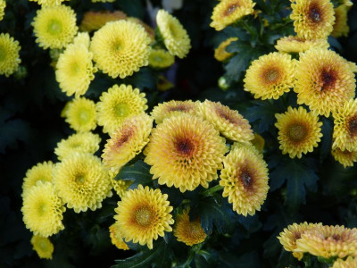 2015-10-12 Chrysanthemum 1.jpg