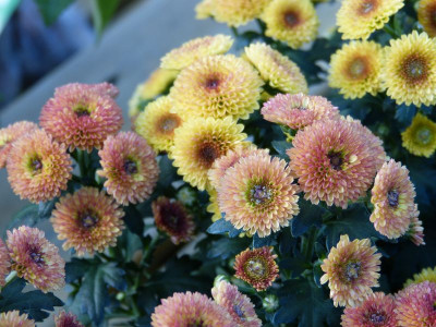 2015-10-12 Chrysanthemum 2.jpg