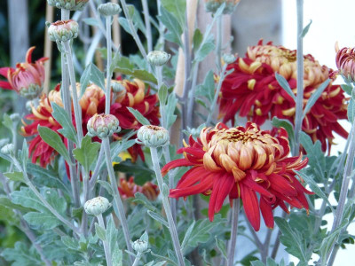 2015-10-12 Chrysanthemum 3.jpg
