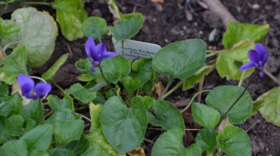 Viola.15-1.jpg