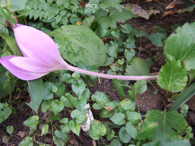 DSCF2585.JPG