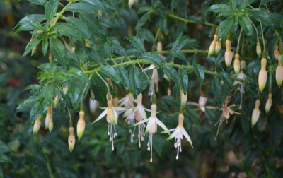 Fuchsia-Hawkshead.15-3.jpg