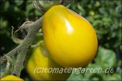 yellow_pearshaped.jpg.jpg