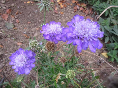 Scabiosa Mariposa Blue.jpg