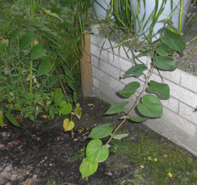 Cercis chinensis Oktober.jpg