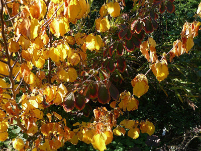 hamamelis_2015-10-03_189.jpg