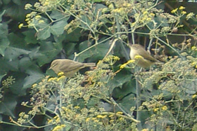 IMGP2441 kl.jpg