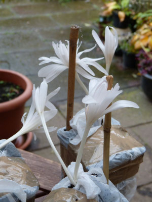 2015-10-14 Colchicum autumnale 'Alboplenum'.jpg