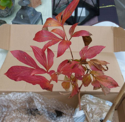 2015-10-14 Paeonia 'Fen Yu Nu'.jpg