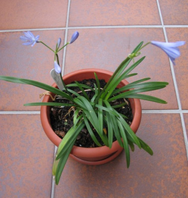 agapanthus_peter_pan_4064.jpg