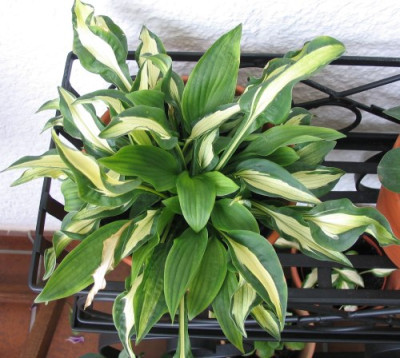 hosta_little_caesar_4057.jpg